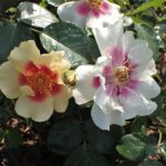 Eine Queen of Sheba Rose für Ruth Weiss - Südafrika ehrt ihr Lebenswerk gegen Rassismus