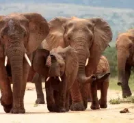Achtung Elefanten!