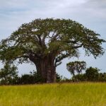 Baobab - Klimaalarm für die 'Mutter des Waldes'