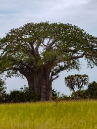Baobab - Klimaalarm für die 'Mutter des Waldes'