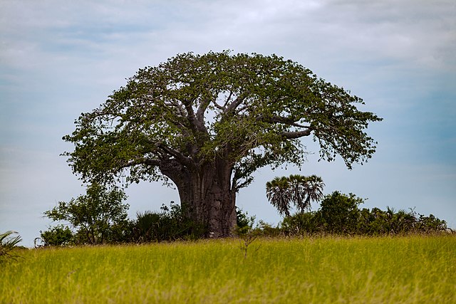 Mehr über den Artikel erfahren Baobab – Klimaalarm für die ‚Mutter des Waldes‘